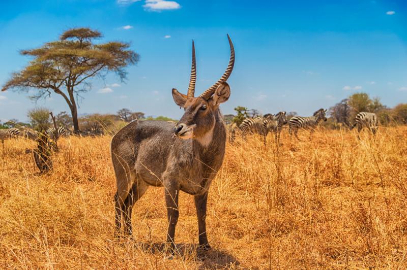 6 Days Amboseli National Park, Lake Nakuru National Park & Masai Mara Game Reserve